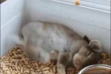 Cute bunny falls asleep