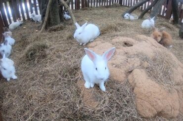 Cutest Baby Bunnies - Rabbit - 2019