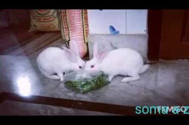 Cute Rabbit Sisters# at my home