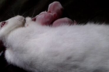 NEW BORN BABY RABBIT ।। AMAZING MOMENT