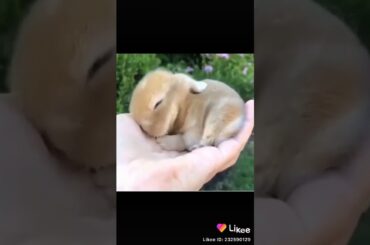 So cute ♥️♥️♥️ the little rabbit