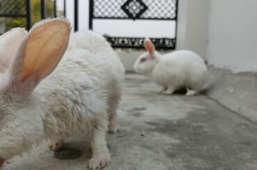 Cute rabbit