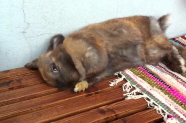 Cute Rabbit cleans it's neck in a special way