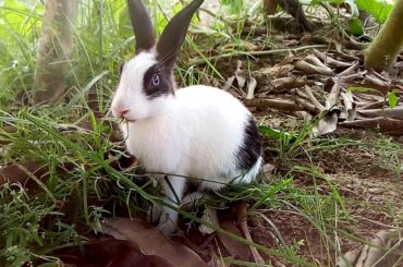 Cute Rabbit Eating Grass in the Green fields