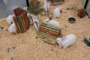 Pet Expo cute bunny batch 5/8/17