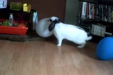 CUTE Rabbit Playing With Balloon
