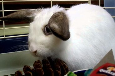 Cute White Lop Ear Bunny Rabbit eats pine cone