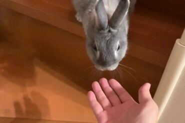 My baby bunny rabbit is cute !! funny pet !! うさぎ 動画 ウチのウサギはかわいい