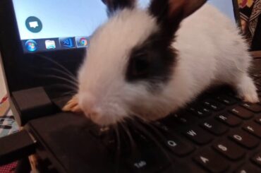 Cute rabbit