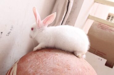 ये देखो खरगोश की नौटंकी | Naughty Cute Rabbit [ Funny Rabbits Video ] Cute Bunny Rabbits | Pets Life