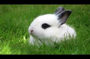Baby rabbits seeing the lawn for the 1st time
