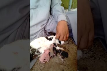 Rabbit and baby