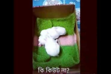 Newborn cute rabbit..at my home