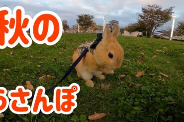 【うさぎ】秋のうさんぽ（散歩）で癒される【かわいい】Cute rabbit take a walk in autumn #34