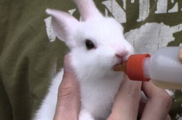 Bunny rabbit and honey water (SO CUTE)