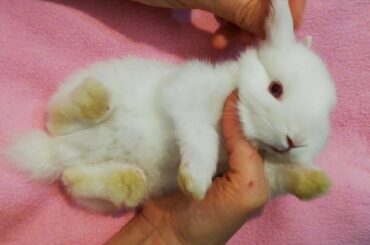 Conejo bebé con patitas sucias, Cute bunny. 🐰🌈