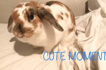 Cute Moments of Cinnabun the rabbit #2
