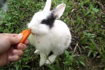 Rabbit Eating Carrots. Funny