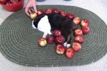 Waking a sleeping rabbit by surrounding him with apples