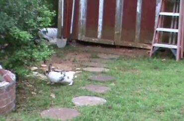 2 Bunnies and the Baby Rabbit