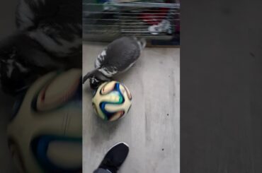 My bunny played soccer in my room,cute
