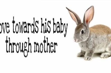 Relationship  between Mother Rabbit and Baby Rabbit