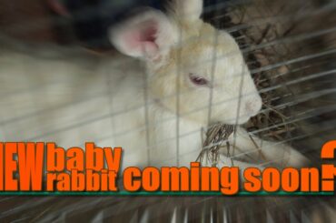 Snowy, our rabbit doe is building a nest. Are we getting new baby rabbit pretty soon?.