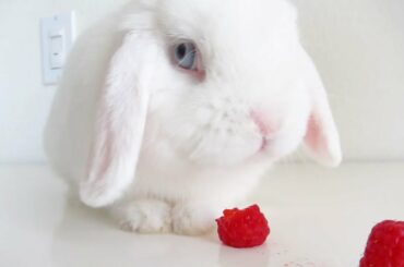 Cute Bunnies Nom Nom EVERYTHING!