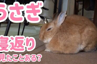 【うさぎ】癒しの寝返り見たことある？【かわいい】Cute rabbit roll over #35