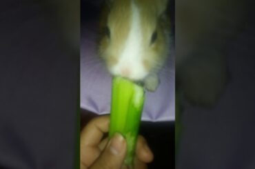 cute bunny