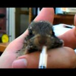 Baby Cottontail Rabbit Eating
