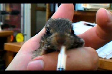 Baby Cottontail Rabbit Eating