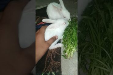 RABBIT CUTE ACTIVITY