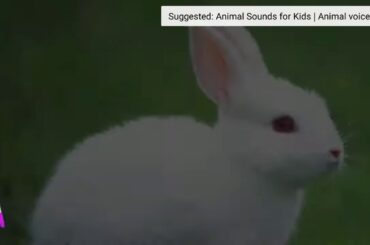 REACTING TO CUTE BUNNY SOUNDS!!!!!!