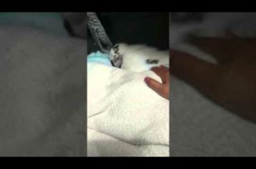 Cutest bunny ever sleeping!