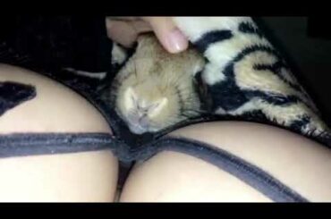 cute bunny