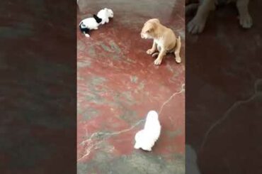 My cute baby rabbits playing with my baby dog