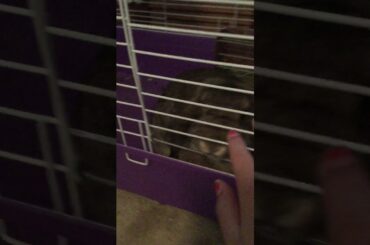 My bunny is so cute