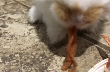 Cute Rabbit ASMR, cute rabbit eating carrots