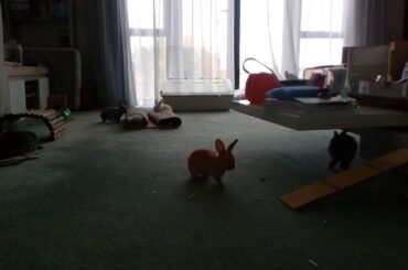 Baby bunnies running around for 30 minutes #2