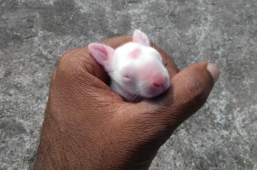 CUTEST BABY RABBIT IN THA WORLD