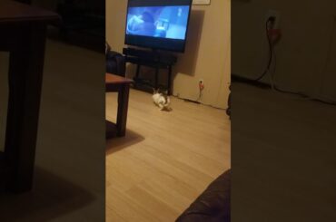 Cute bunny!