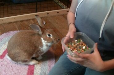 How To Teach Your Rabbit Tricks!