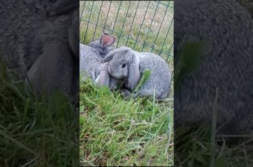 Cute Rabbit Babies 😍 | AstraStarLP
