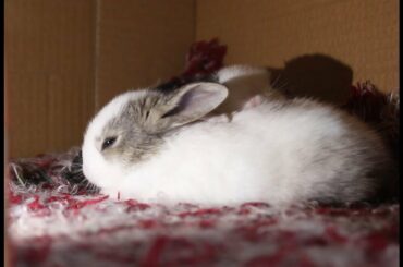 how to care baby rabbits || बच्चे खरगोशों की देखभाल कैसे करें