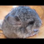 The Cutest Baby Chinchilla Noises!