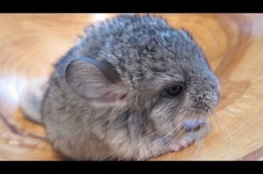 The Cutest Baby Chinchilla Noises!