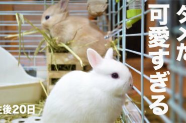 生後20日！かわいすぎる！アクティブに遊ぶ仔ウサギ#69　Baby rabbit playing actively.19 days after birth