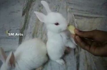 Cute Rabbits - A Funny And Cute Bunny Playing Videos l For Kids