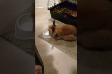 Mommy is playing with Artúr (cutest rabbit ever)